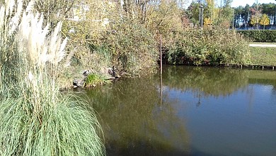 Balade à roulettes : Bruges, étang et bassins  ...