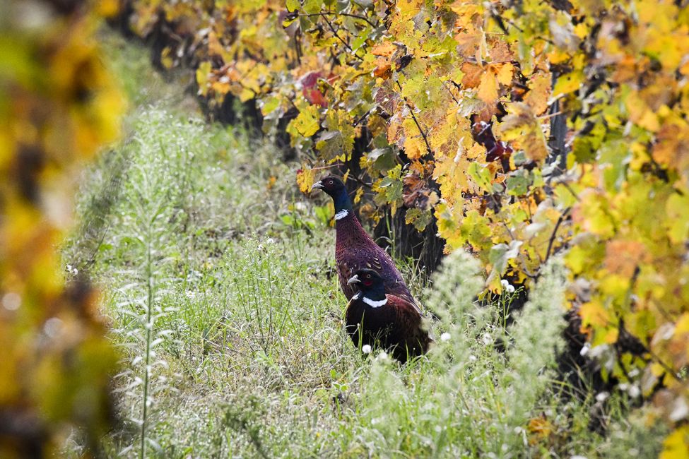 Maison du Vin et du Tourisme de MARGAUX