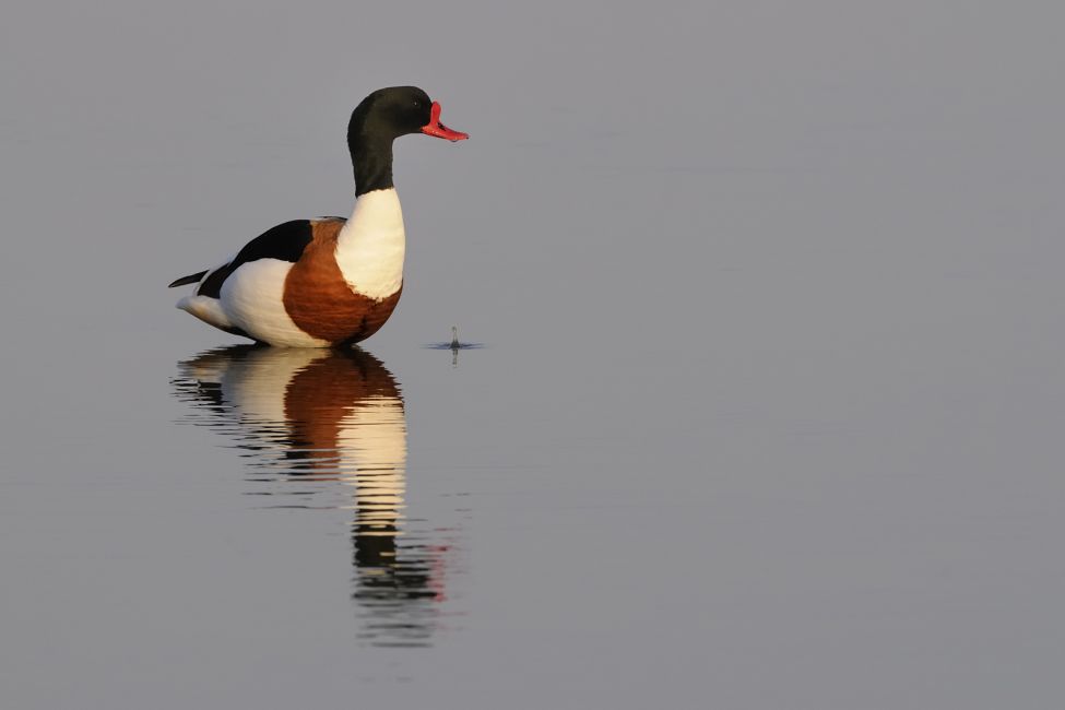 Réserve Orni­thologique du Teich ©Jacques_Gillon