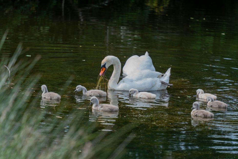 Réserve Orni­thologique du Teich ©Marion_Dal_Bello