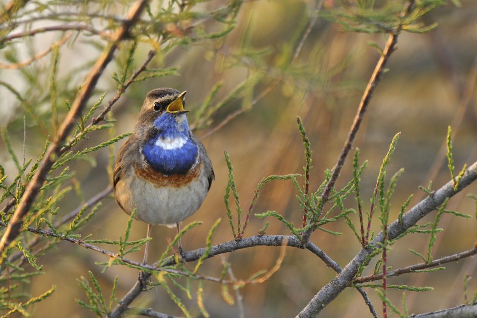 Réserve Orni­thologique du Teich ©Jacques_Gillon