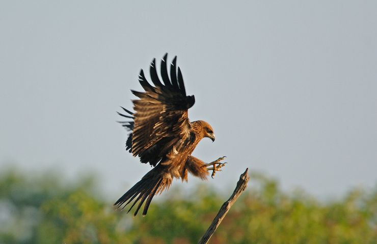 Teich Ornithological Reserve