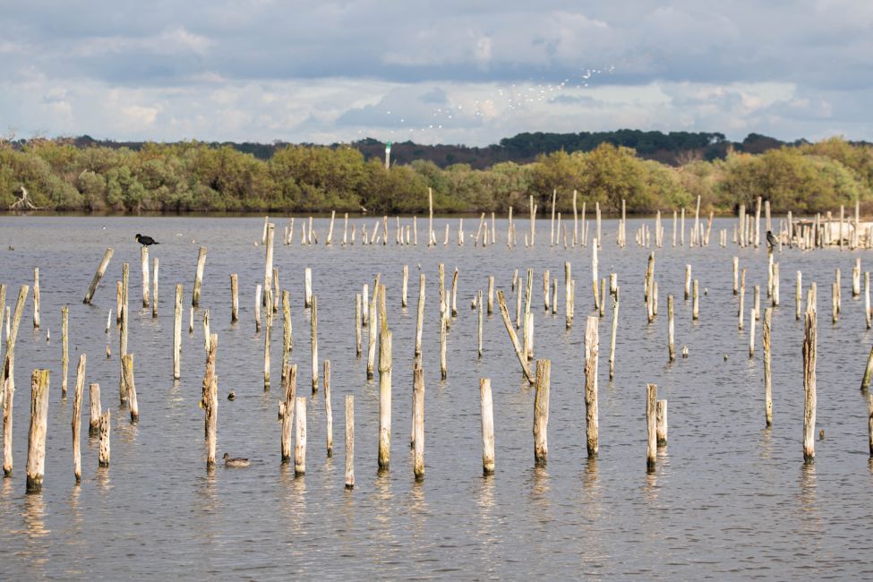 Réserve Orni­thologique du Teich ©Marion_Dal_Bello