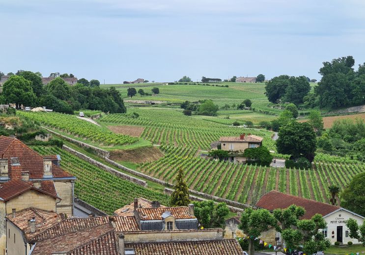 The Saint-Émilion vineyard