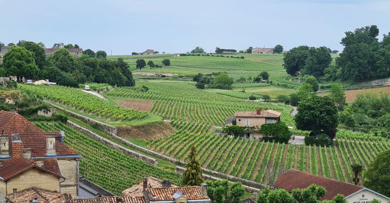 The Saint-Émilion vineyard
