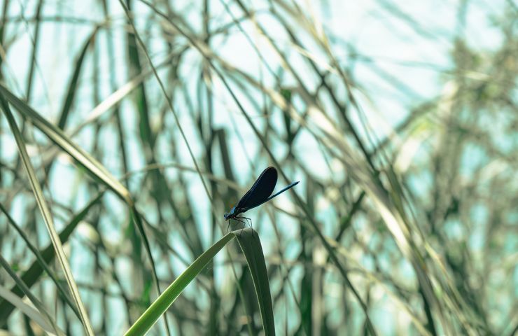 La réserve naturelle des Prés Salés d'Arès et  ...