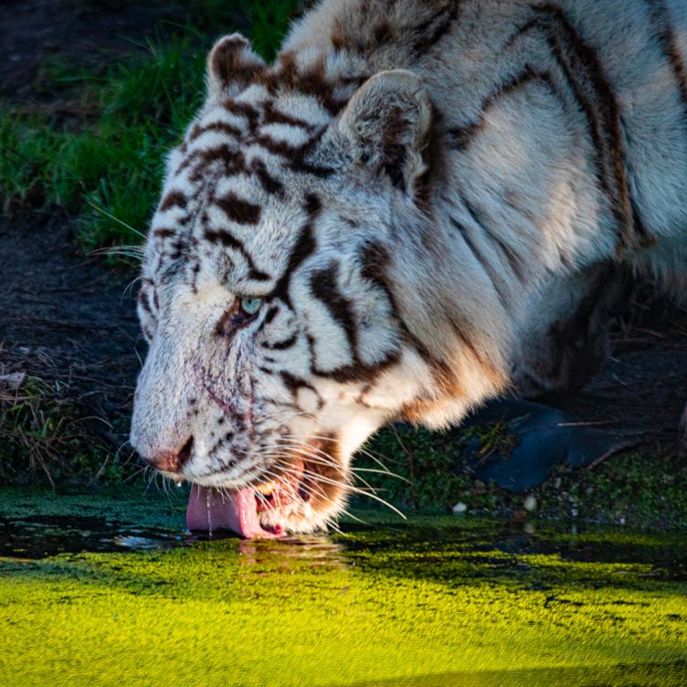 Head for the Bordeaux Pessac Zoo - Zoological park near Bordeaux
